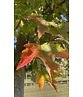 Rot-Ahorn 'Karpick' | Acer rubrum 'Karpick'