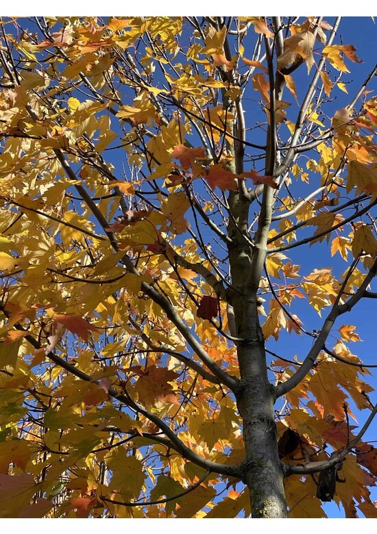 Rot-Ahorn 'Karpick' | Acer rubrum 'Karpick'