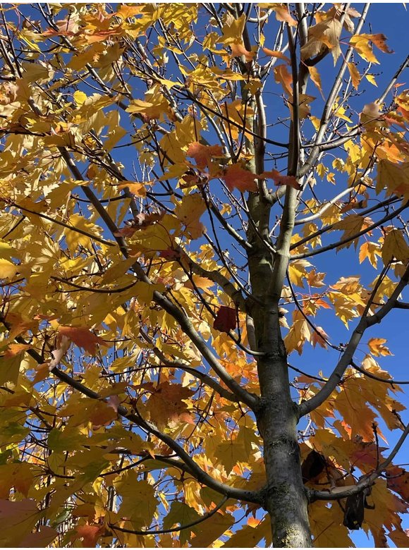 Rot-Ahorn 'Karpick' | Acer rubrum 'Karpick' Rot-Ahorn 'Karpick' | Acer rubrum 'Karpick'