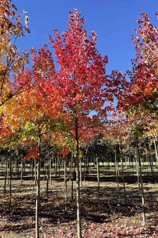 Rotahorn 'October Glory' | Acer rubrum 'October Glory' Rotahorn 'October Glory' | Acer rubrum 'October Glory'