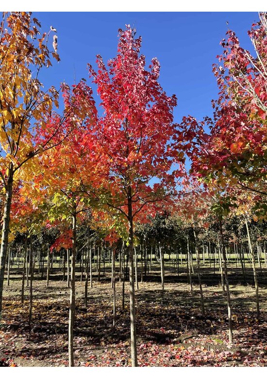 Rotahorn 'October Glory' | Acer rubrum 'October Glory'