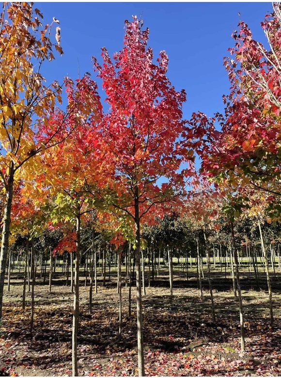 Rotahorn 'October Glory' | Acer rubrum 'October Glory' Rotahorn 'October Glory' | Acer rubrum 'October Glory'