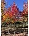 Rotahorn 'October Glory' | Acer rubrum 'October Glory'