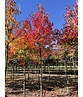 Rotahorn 'October Glory' | Acer rubrum 'October Glory' Rotahorn 'October Glory' | Acer rubrum 'October Glory'