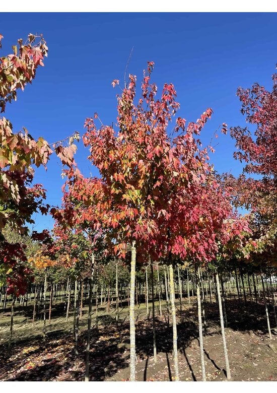 Rotahorn 'October Glory' | Acer rubrum 'October Glory'