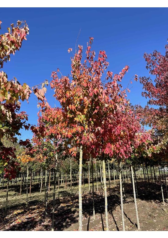 Rotahorn 'October Glory' | Acer rubrum 'October Glory' Rotahorn 'October Glory' | Acer rubrum 'October Glory'