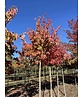 Rotahorn 'October Glory' | Acer rubrum 'October Glory' Rotahorn 'October Glory' | Acer rubrum 'October Glory'