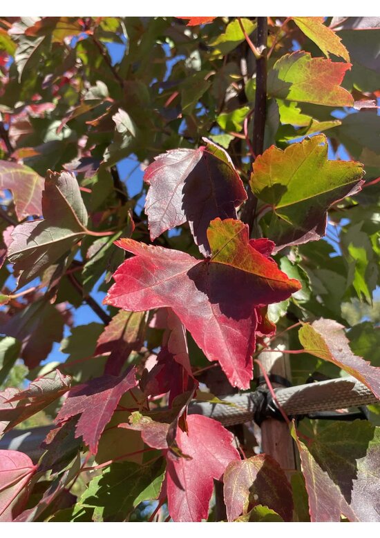 Rotahorn 'October Glory' | Acer rubrum 'October Glory' Rotahorn 'October Glory' | Acer rubrum 'October Glory'