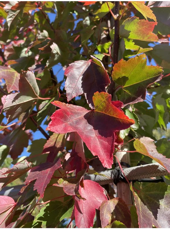Rotahorn 'October Glory' | Acer rubrum 'October Glory' Rotahorn 'October Glory' | Acer rubrum 'October Glory'