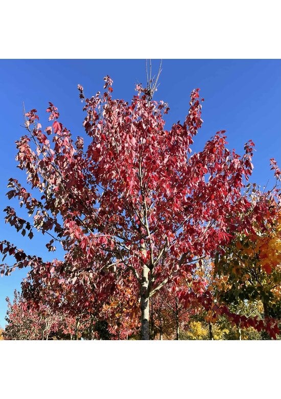 Rotahorn 'Red Sunset' | Acer rubrum 'Red Sunset'