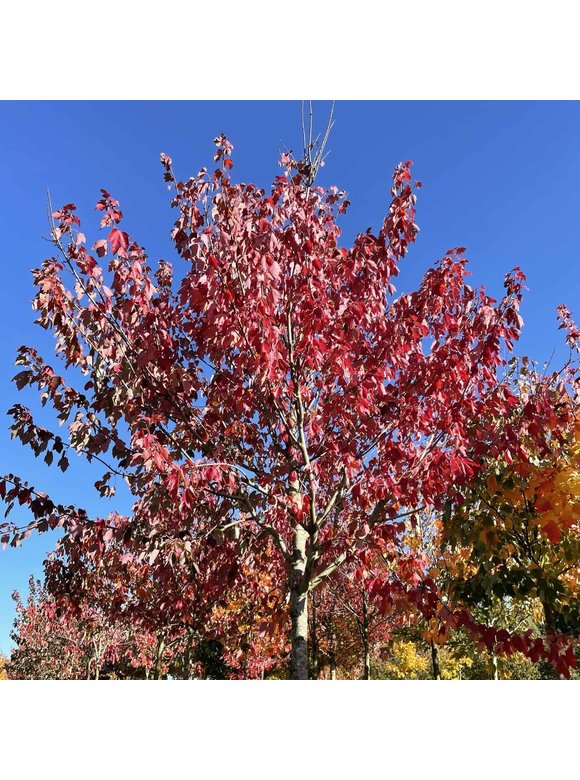 Rot-Ahorn 'Red Sunset' | Acer rubrum 'Red Sunset' Rot-Ahorn 'Red Sunset' | Acer rubrum 'Red Sunset'