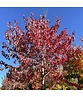 Rotahorn 'Red Sunset' | Acer rubrum 'Red Sunset'