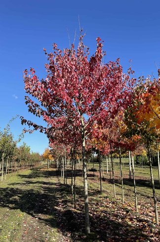 Rot-Ahorn 'Red Sunset' | Acer rubrum 'Red Sunset' Rot-Ahorn 'Red Sunset' | Acer rubrum 'Red Sunset'