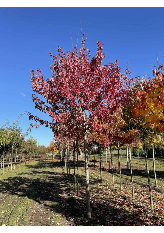 Rot-Ahorn 'Red Sunset' | Acer rubrum 'Red Sunset'