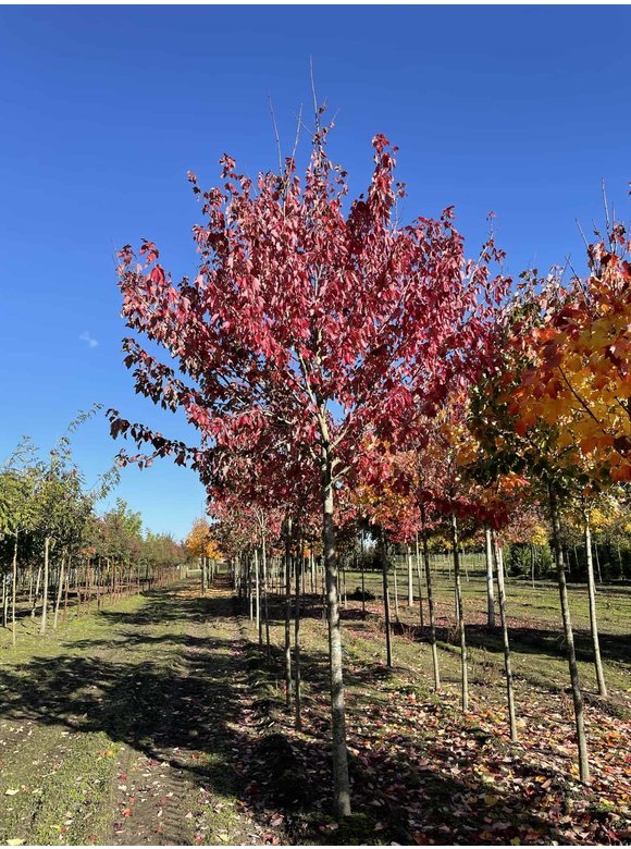 Rot-Ahorn 'Red Sunset' | Acer rubrum 'Red Sunset' Rot-Ahorn 'Red Sunset' | Acer rubrum 'Red Sunset'