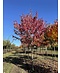 Venovi GmbH Rot-Ahorn 'Red Sunset' | Acer rubrum 'Red Sunset'