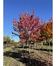 Rot-Ahorn 'Red Sunset' | Acer rubrum 'Red Sunset'