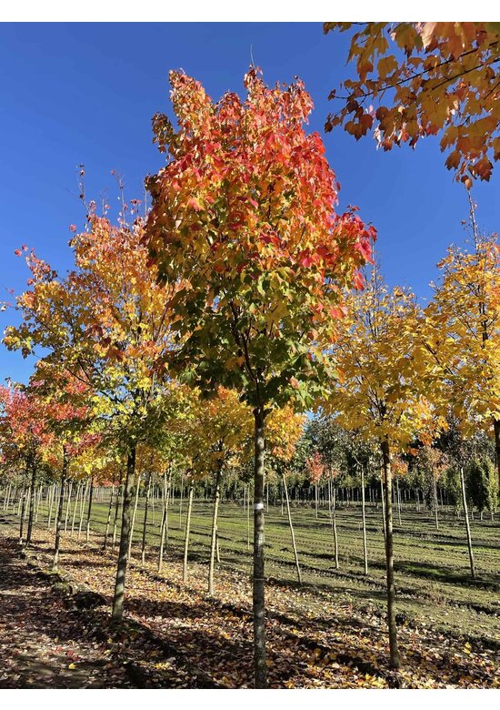 Säulen-Rotahorn 'Scanlon' | Acer rubrum 'Scanlon'