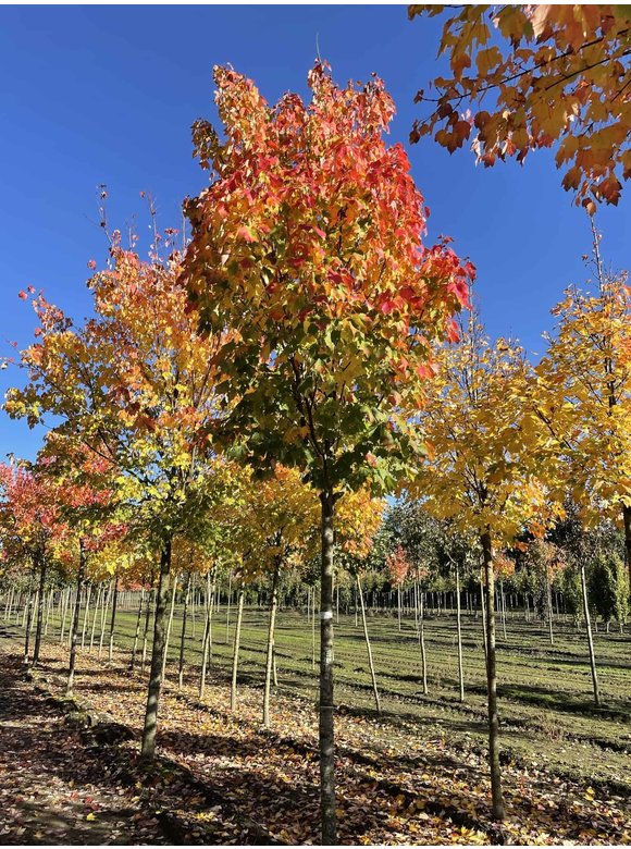 Säulen-Rotahorn 'Scanlon' | Acer rubrum 'Scanlon' Säulen-Rotahorn 'Scanlon' | Acer rubrum 'Scanlon'
