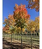 Säulen-Rotahorn 'Scanlon' | Acer rubrum 'Scanlon'