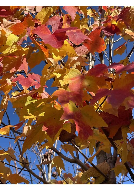 Säulen-Rotahorn 'Scanlon' | Acer rubrum 'Scanlon'
