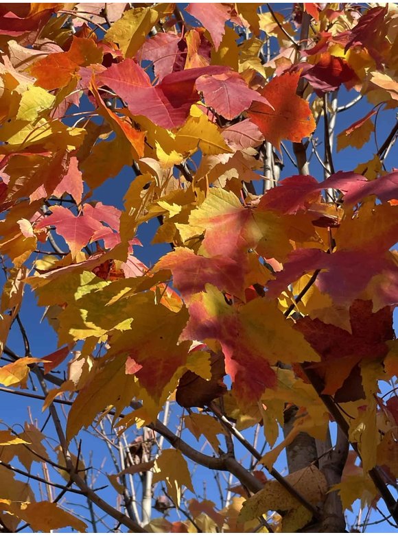 Säulen-Rotahorn 'Scanlon' | Acer rubrum 'Scanlon' Säulen-Rotahorn 'Scanlon' | Acer rubrum 'Scanlon'
