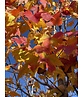 Säulen-Rotahorn 'Scanlon' | Acer rubrum 'Scanlon'