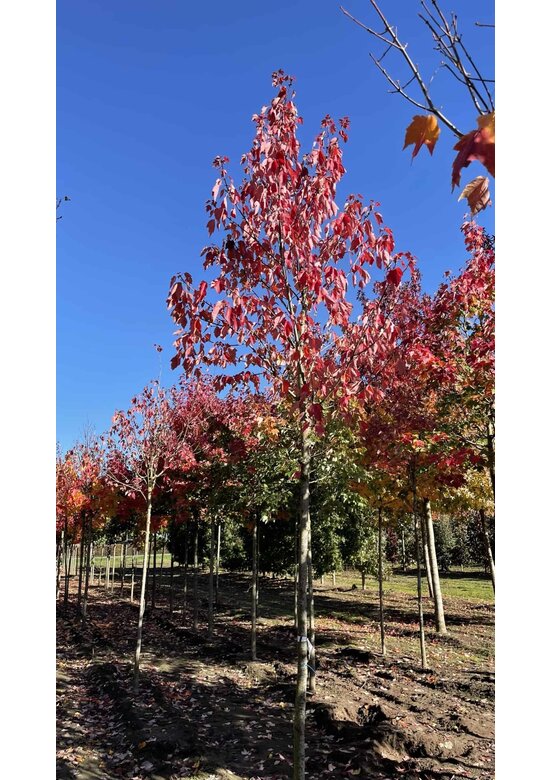 Säulen-Rotahorn 'Scanlon' | Acer rubrum 'Scanlon'