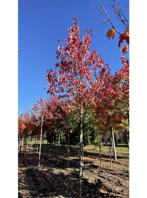 Säulen-Rotahorn 'Scanlon' | Acer rubrum 'Scanlon' Säulen-Rotahorn 'Scanlon' | Acer rubrum 'Scanlon'
