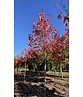 Säulen-Rotahorn 'Scanlon' | Acer rubrum 'Scanlon'