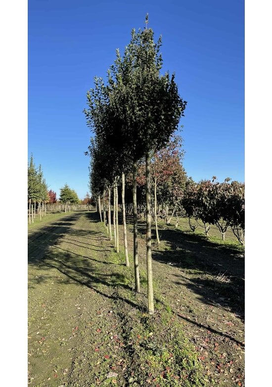 Säulen-Felsenbirne 'Rainbow Pillar' | Amelanchier 'Rainbow Pillar'