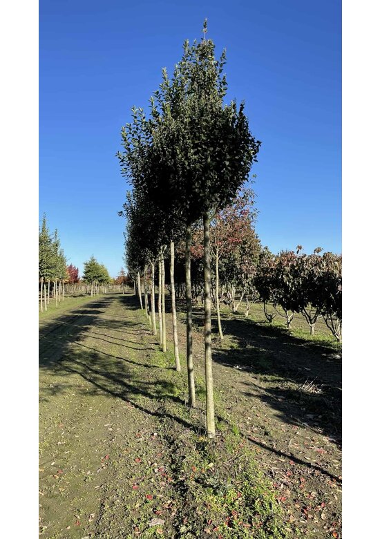 Säulen-Felsenbirne 'Rainbow Pillar' | Amelanchier 'Rainbow Pillar'