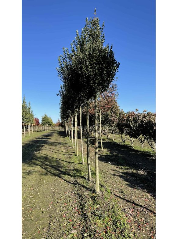 Säulen-Felsenbirne 'Rainbow Pillar' | Amelanchier 'Rainbow Pillar' Säulen-Felsenbirne 'Rainbow Pillar' | Amelanchier 'Rainbow Pillar'