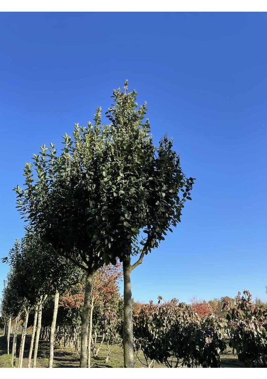 Säulen-Felsenbirne 'Rainbow Pillar' | Amelanchier 'Rainbow Pillar' Säulen-Felsenbirne 'Rainbow Pillar' | Amelanchier 'Rainbow Pillar'