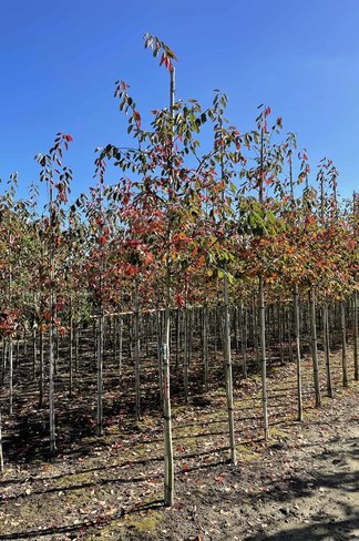 Essbare Felsenbirne 'Ballerina' | Amelanchier 'Ballerina' Essbare Felsenbirne 'Ballerina' | Amelanchier 'Ballerina'