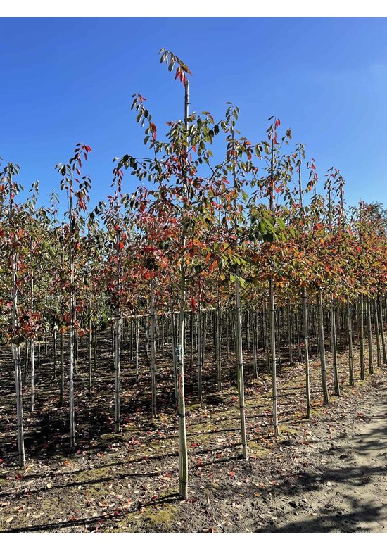 Felsenbirne 'Ballerina' | Amelanchier 'Ballerina'