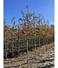 Felsenbirne 'Ballerina' | Amelanchier 'Ballerina'
