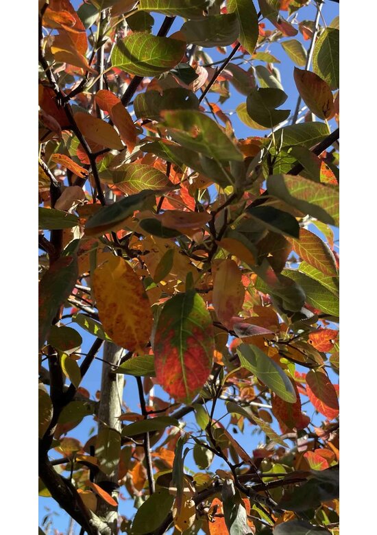 Essbare Felsenbirne 'Ballerina' | Amelanchier 'Ballerina'