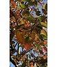 Felsenbirne 'Ballerina' | Amelanchier 'Ballerina'