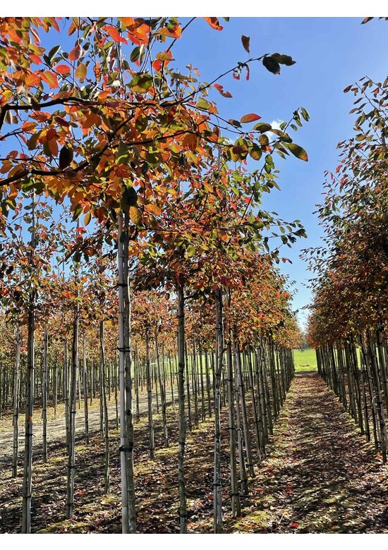 Kupfer-Felsenbirne | Amelanchier lamarckii