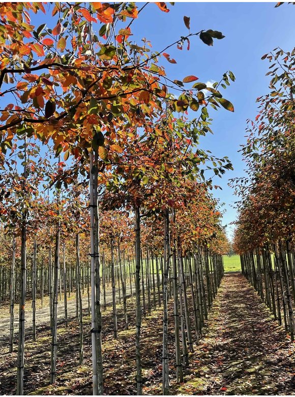 Kupfer-Felsenbirne | Amelanchier lamarckii Kupfer-Felsenbirne | Amelanchier lamarckii