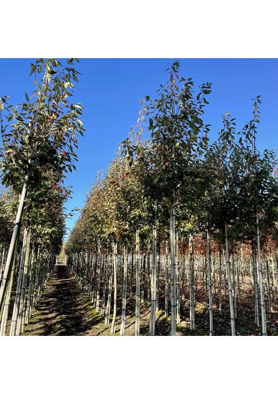 Schnee Felsenbirne 'Robin Hill' | Amelanchier arborea 'Robin Hill'