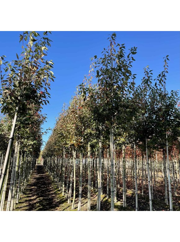 Felsenbirne - Baum-Felsenbirne 'Robin Hill' | Amelanchier arborea 'Robin Hill' Felsenbirne - Baum-Felsenbirne 'Robin Hill' | Amelanchier arborea 'Robin Hill'