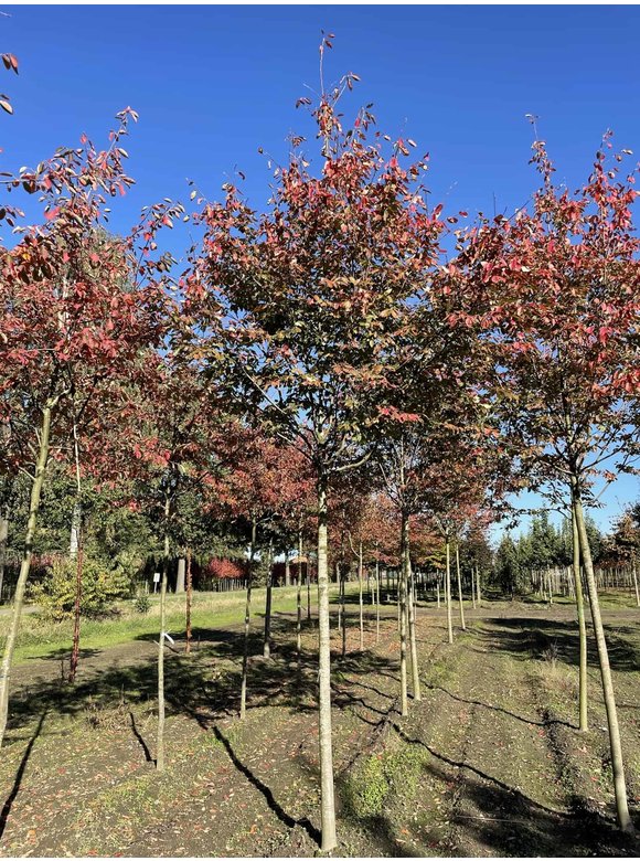 Felsenbirne - Baum-Felsenbirne 'Robin Hill' | Amelanchier arborea 'Robin Hill' Felsenbirne - Baum-Felsenbirne 'Robin Hill' | Amelanchier arborea 'Robin Hill'