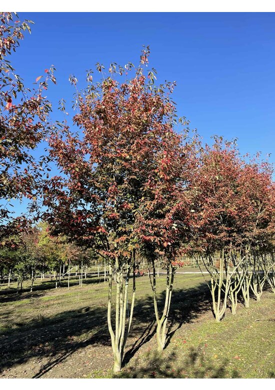 Mehrstämmige Felsenbirne 'Robin Hill' | Amelanchier arborea 'Robin Hill' Mehrstämmige Felsenbirne 'Robin Hill' | Amelanchier arborea 'Robin Hill'