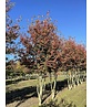 Mehrstämmige Felsenbirne 'Robin Hill' | Amelanchier arborea 'Robin Hill' Mehrstämmige Felsenbirne 'Robin Hill' | Amelanchier arborea 'Robin Hill'
