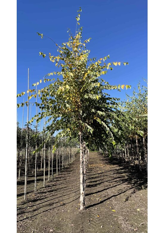 Schwarzbirke-Flussbirke | Betula nigra