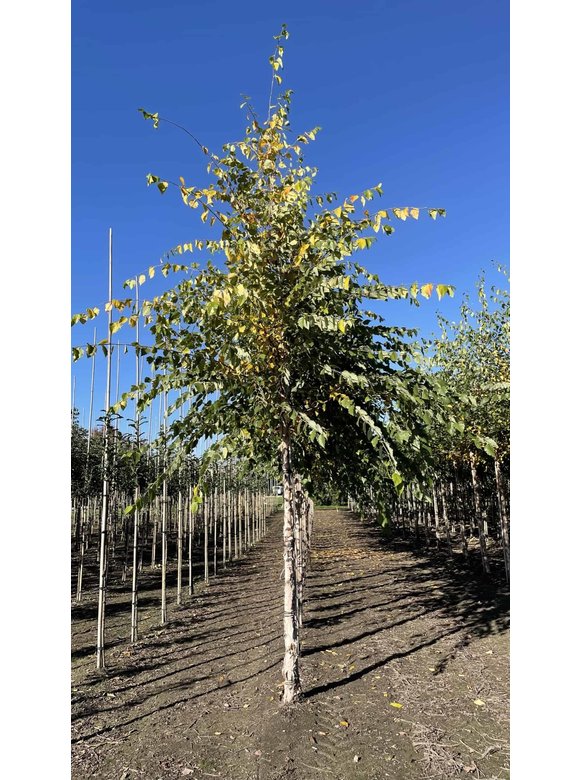 Schwarzbirke-Flussbirke | Betula nigra Schwarzbirke-Flussbirke | Betula nigra