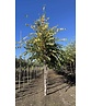 Schwarzbirke-Flussbirke | Betula nigra Schwarzbirke-Flussbirke | Betula nigra