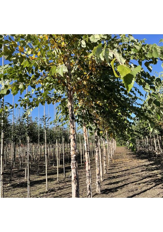 Schwarzbirke-Flussbirke | Betula nigra